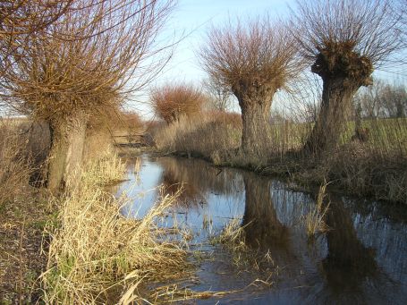 Moers : Kopfweiden am Moersbach